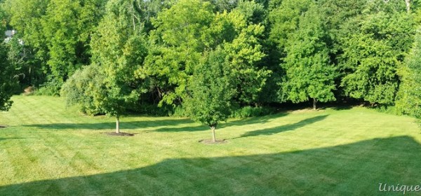 Louisville KY backyard