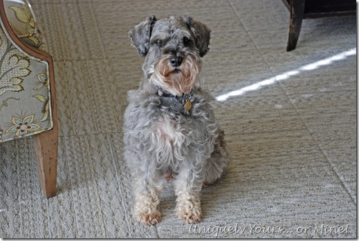 Schnoodle on FLOR carpet squares