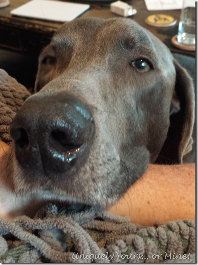 Weimaraner face