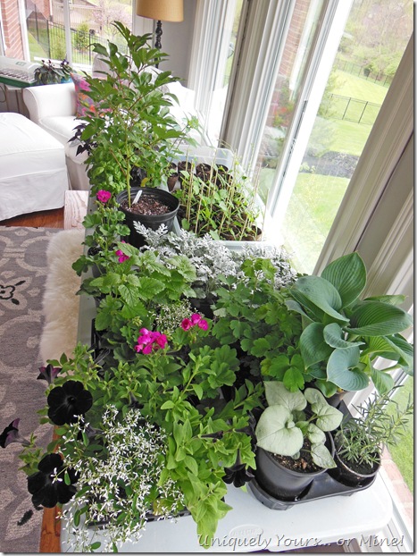 Plants to plant in the garden