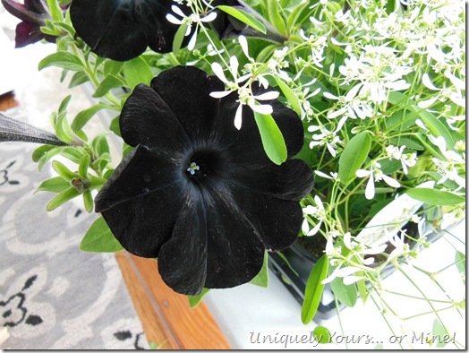 Black Petunia