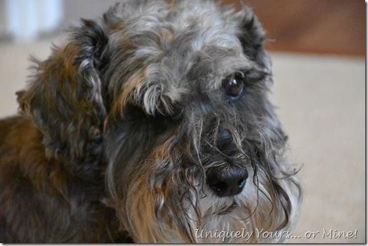 Cute Schnoodle - Chewy